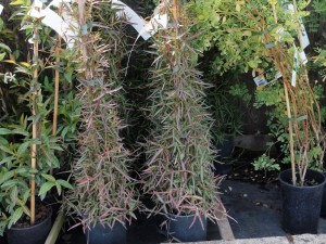 Trachelospermum jasminoides ‘Waterwheel’