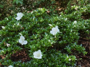 Rhododendron indicum