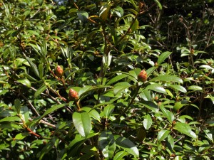 Rhododendron maddenii