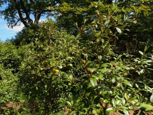 Rhododendron maddenii