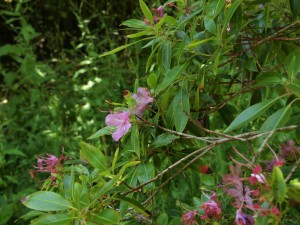 Rhododendron leptotrichum