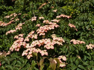 Cornus kousa ‘WCBCRI’