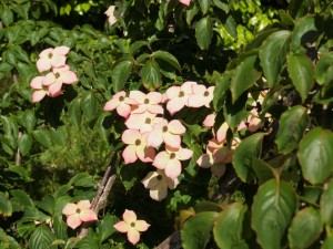 Cornus kousa ‘WCBCRI’