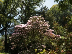 Pink form of Rhododendron decorum