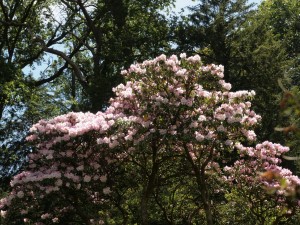 Pink form of Rhododendron decorum