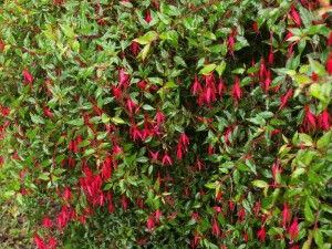 Fuchsia magellanica var grocilis