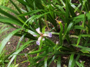 Iris foetida
