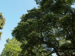 Cornus alternifolia