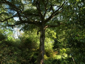 Cornus alternifolia