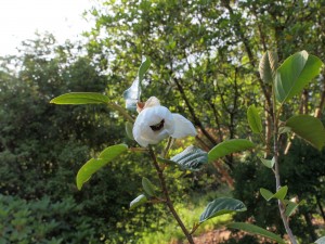 Magnolia globosa