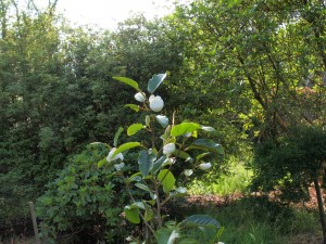 Magnolia globosa