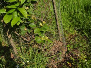 Calycanthus floridus ‘Athens’