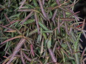 Trachelospermum jasminoides ‘Waterwheel’