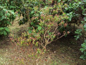 Rhododendrons dying