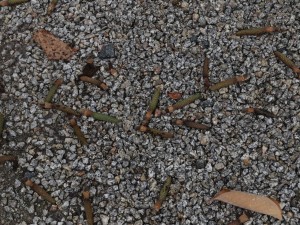 Magnolia seed pods I