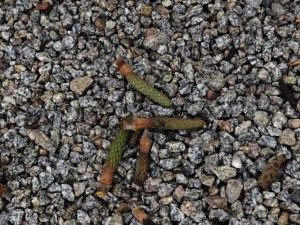 Magnolia seed pods 2