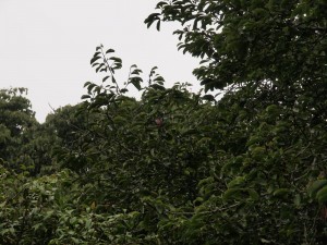 Magnolia dawsoniana