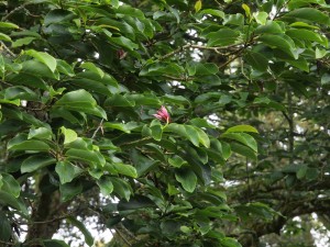 Magnolia dawsoniana