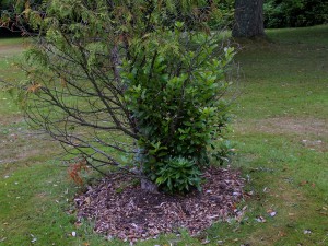 self sown Arbutus unedo