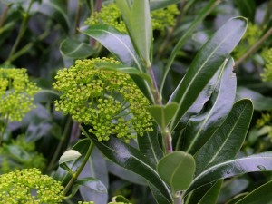 Bupleurum fruiticosum