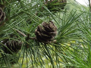 Sciadopitys verticellata with cone