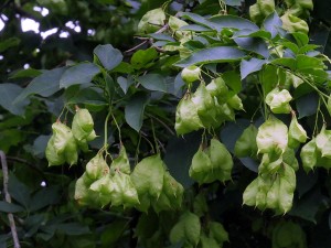 Staphylea holocarpa with seeds