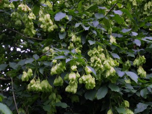 Staphylea holocarpa with seeds