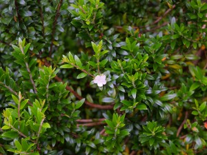 Myrtus communis subsp tarrentina