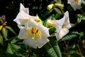 Rhododendron sinonuttallii