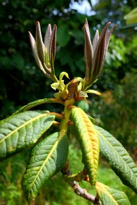 Rhododendron sinonuttallii