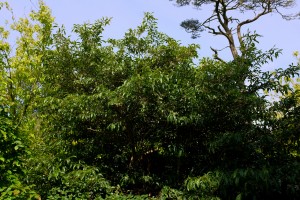 Styrax serrulatus