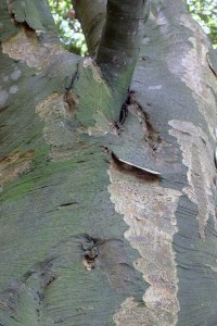 Quercus acuta