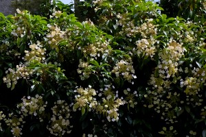 Hydrangea seemanii