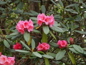 Harrow Hybrid rhododendrons