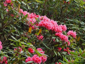 Harrow Hybrid rhododendrons