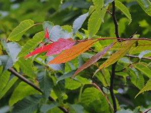 Tilia mongolica