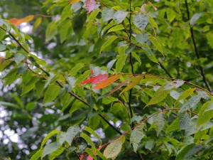 Tilia mongolica