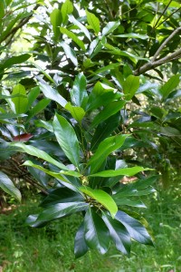 Quercus GLABRA