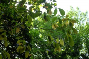 Quercus GLAUCA