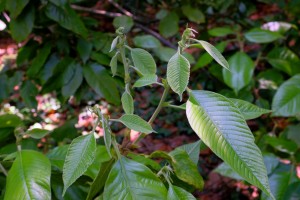 Quercus uvarifolius