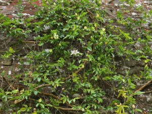 Passiflora caerulea ‘Constance Elliott’