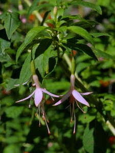 Fuchsia magellanica ‘Alba’