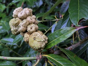 Lithocarpus pachyphyllus