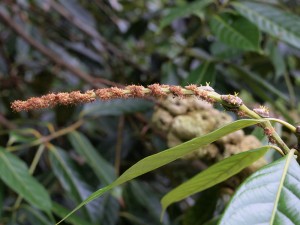 Lithocarpus the female flower