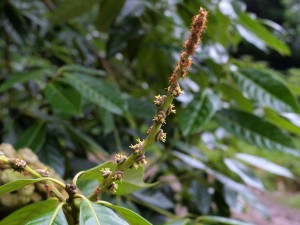 Lithocarpus the male flower