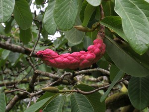 magnolia seeds