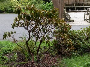 Rhododendron Countess of Haddington