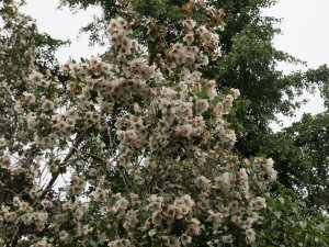 Eucryphia lucida x cordifolia