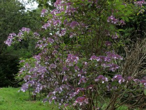 Hydrangea aspera villosa