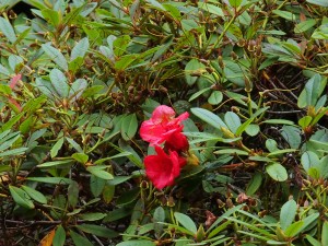 Rhododendron ‘Elizabeth’